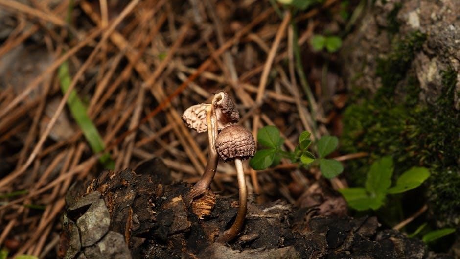 colorado mushroom guide